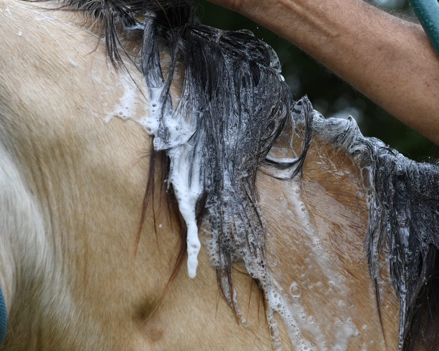Medicated Shampoo,Soap-Free,for pets - Image 4